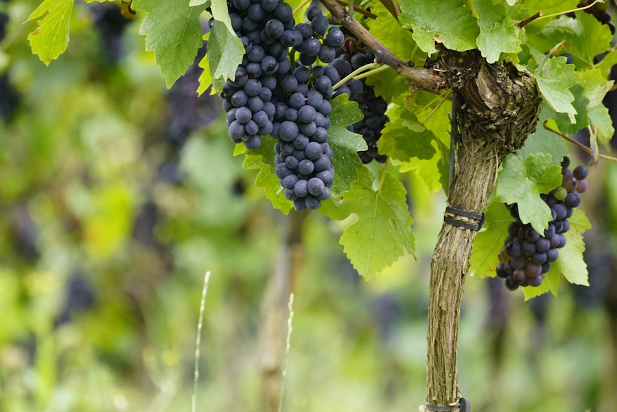 agrar.vino.imageAlt